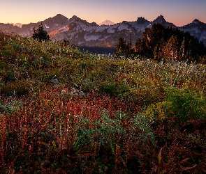 Góry, Park Narodowy Mount Rainier, Stany Zjednoczone, Łąka, Rośliny, Stan Waszyngton, Tatoosh Range