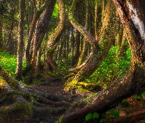 Pnie, Drzewa, Las, Kanada, Port Renfrew, Botanical Beach, Kolumbia Brytyjska, Krzywe