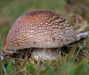 Trawa, Zbliżenie, Grzyb