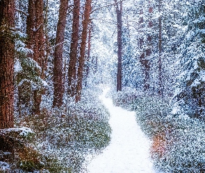 Ścieżka, Zaśnieżona, Śnieg, Zima, Las, Drzewa