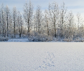 Krzewy, Drzewa, Zima, Śnieg