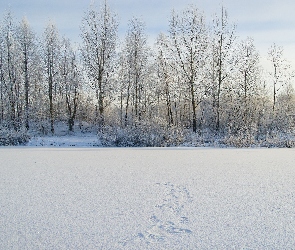 Zima, Krzewy, Drzewa, Śnieg