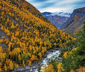 Rzeka, Jesienne, Wąwóz, Góry, Rosja, Jesień, Drzewa, Ałtaj, Lasy