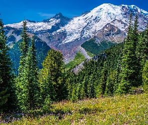 Stany Zjednoczone, Park Narodowy Mount Rainier, Łąka, Stan Waszyngton, Stratowulkan Mount Rainier, Góry, Drzewa, Świerki, Ośnieżone, Kwiaty