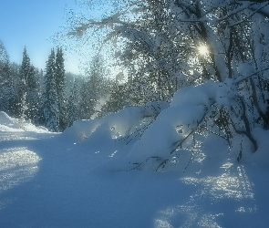 Krzewy, Drzewa, Śnieg, Zima, Słońce, Blask