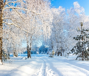 Droga, Zaśnieżona, Śnieg, Zima, Ośnieżone, Drzewa