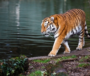 Tygrys, Zbliżenie, Rzeka