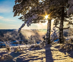 Krzewy, Śnieg, Zima, Wzgórze, Promienie słońca, Poranek, Mgła, Drzewa