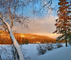 Drzewa, Zima, Jezioro, Las, Śnieg, Zamarznięte, Rozświetlony