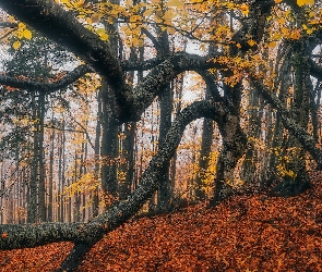 Drzewo, Las, Jesień, Liście, Konary