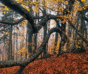 Konary, Las, Liście, Jesień, Drzewo