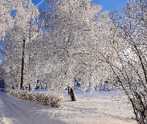 Zima, Śnieg, Gałęzie, Oszronione, Drzewa, Droga