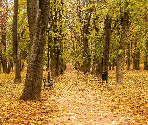 Park, Droga, Jesień, Liście, Ławki, Opadłe, Latarnie, Drzewa