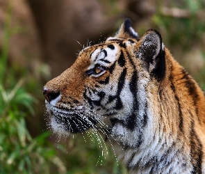 Tygrys, Profil, Wąsy