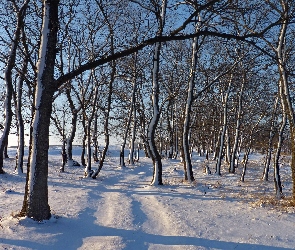 Zima, Droga, Drzewa, Zaśnieżona, Śnieg