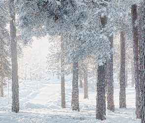 Las, Śnieg, Sosny, Drzewa, Zima