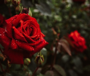 Zbliżenie, Róża, Mokra, Czerwona