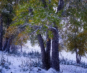 Zima, Śnieg, Liście, Zielone, Pożółkłe, Drzewa