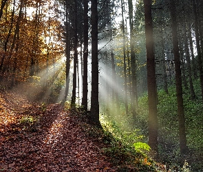 Jesień, Promienie słońca, Opadłe, Mgła, Liście, Ścieżka, Drzewa, Las, Droga