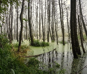 Drzewa, Trawa, Bagno