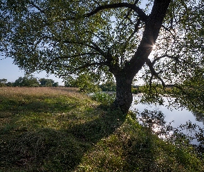 Rozłożyste, Trawa, Rzeka, Drzewo