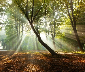 Jesień, Alejka, Drzewa, Park, Przebijające światło, Słoneczne