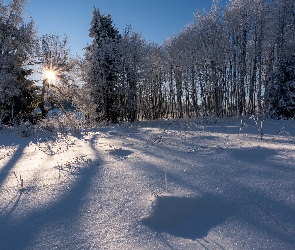 Drzewa, Ośnieżone, Śnieg, Zima, Promienie słońca, Las