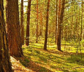 Drzewa, Blask, Słoneczny, Lato, Las