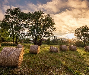 Łąka, Baloty, Promienie, Drzewa, Słońce, Bele