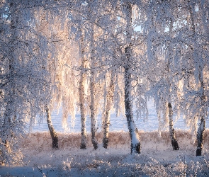 Zima, Brzozy, Las, Drzewa, Śnieg