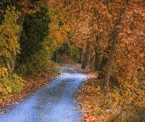 Droga, Las, Drzewa, Liście, Jesień