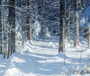 Zima, Słoneczny blask, Drzewa, Śnieg, Las