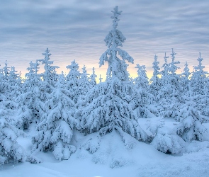 Zima, Śnieg, Chmury, Ośnieżone, Drzewa, Świerki