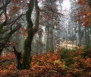 Las, Jesień, Przebijające światło, Mgła, Kolorowa, Roślinność, Drzewa