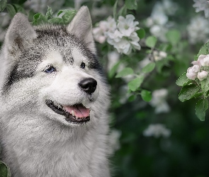 Pies, Gałązki, Okwiecone, Alaskan malamute