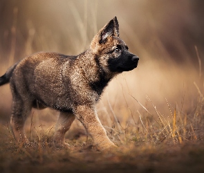 Pies, Owczarek belgijski Malinois, Szczeniak