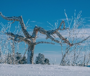 Śnieg, Gałęzie, Drzewa, Oszronione, Zima
