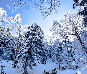Śnieg, Las, Ośnieżony, Drzewa, Zima