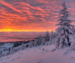 Śnieg, Zima, Wschód słońca, Ośnieżone, Góry, Mgła, Świerki