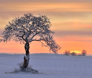 Zima, Wschód słońca, Ośnieżone, Drzewo, Drzewa