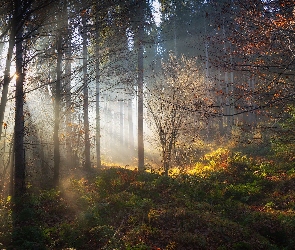 Jesień, Drzewa, Las, Przebijające światło