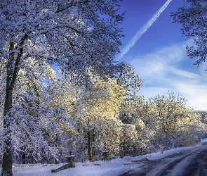 Zima, Drzewa, Ośnieżone, Gałęzie, Droga