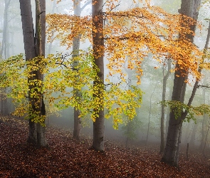 Jesień, Las, Mgła, Kolorowe, Liście, Drzewa