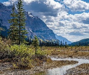 Drzewa, Góry Skaliste, Kanada, Strumyk, Park Narodowy Yoho, Kolumbia Brytyjska, Świerki