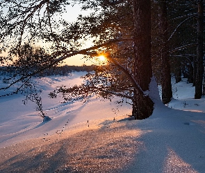 Poranek, Drzewa, Zima, Śnieg