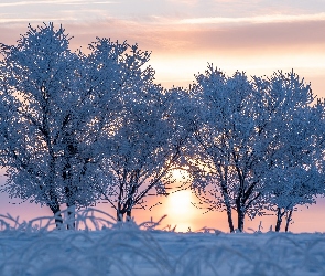 Wschód słońca, Drzewa, Zima, Oszronione