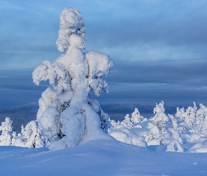 Śnieg, Zaspy, Drzewa, Ośnieżone, Zima