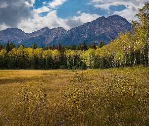 Brzozy, Trawa, Drzewa, Góry, Kanada, Park Narodowy Jasper, Góry, Alberta, Łąka