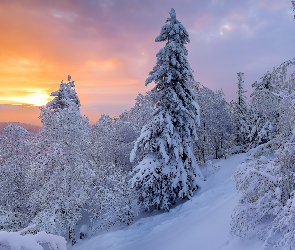 Zima, Ośnieżone, Zaspy, Wschód słońca, Śnieg, Drzewa