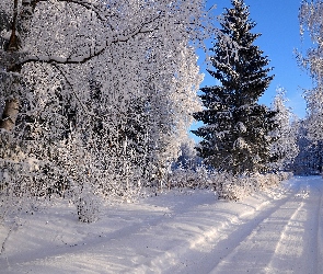 Zima, Śnieg, Drzewa, Las, Droga